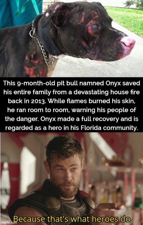This dog be loyal tho | image tagged in that s what heroes do,funny,wait a second this is wholesome content,wholesome 100,dogs | made w/ Imgflip meme maker