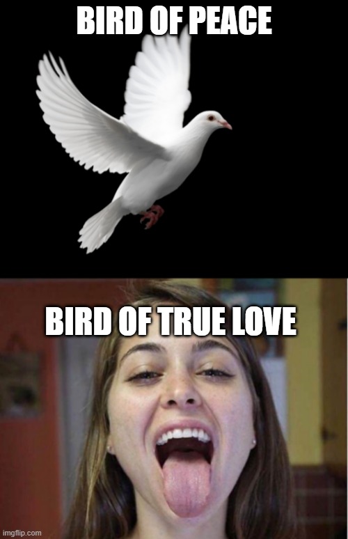 Swallllllllllow | BIRD OF PEACE; BIRD OF TRUE LOVE | image tagged in dove pigeon love peace happiness,riley reid swallow | made w/ Imgflip meme maker