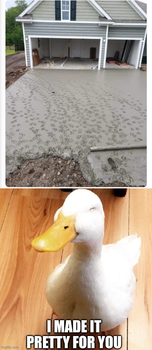 THANKS DUCK | I MADE IT PRETTY FOR YOU | image tagged in smile duck,ducks,duck | made w/ Imgflip meme maker