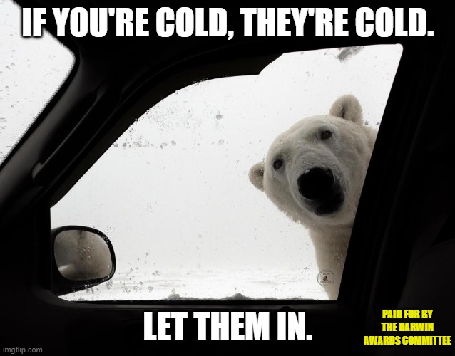 Let Them In! | IF YOU'RE COLD, THEY'RE COLD. LET THEM IN. PAID FOR BY THE DARWIN AWARDS COMMITTEE | image tagged in darwin awards,polar bear,cold,winter,heat,peta | made w/ Imgflip meme maker