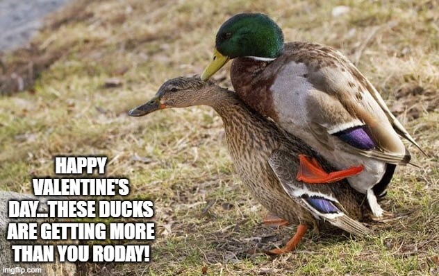 Love's Not All It's Quacked Up to Be | HAPPY VALENTINE'S DAY...THESE DUCKS ARE GETTING MORE THAN YOU RODAY! | image tagged in funny ducks | made w/ Imgflip meme maker