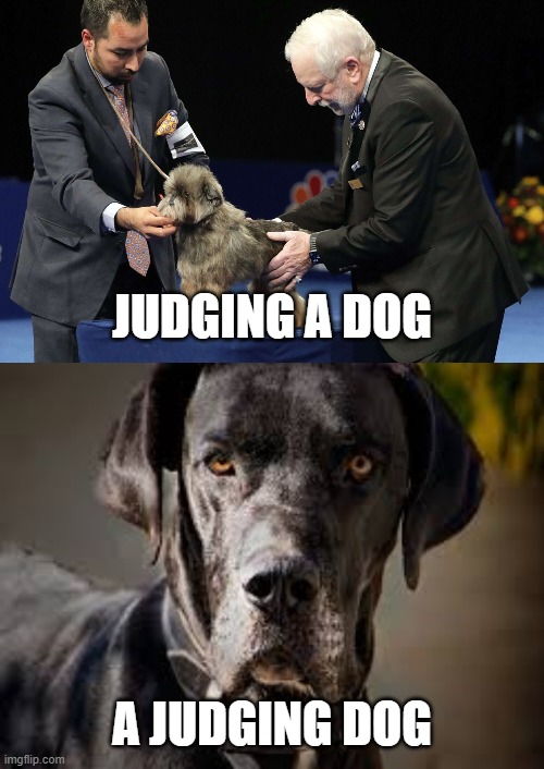 doggo | JUDGING A DOG; A JUDGING DOG | image tagged in memes,dog,dogs,judging | made w/ Imgflip meme maker
