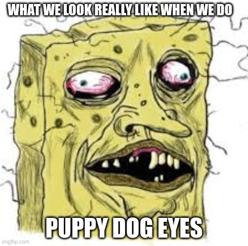 So cute | WHAT WE LOOK REALLY LIKE WHEN WE DO; PUPPY DOG EYES | made w/ Imgflip meme maker