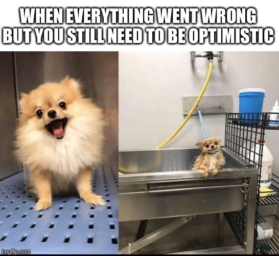 Dog wet dog | WHEN EVERYTHING WENT WRONG BUT YOU STILL NEED TO BE OPTIMISTIC | image tagged in dog wet dog,memes | made w/ Imgflip meme maker