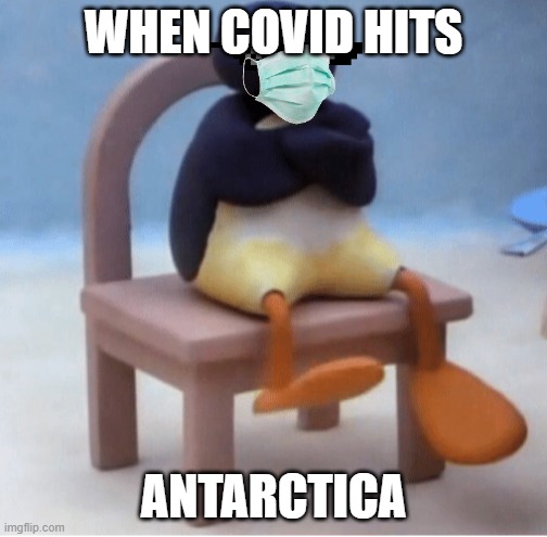Angry penguin | WHEN COVID HITS; ANTARCTICA | image tagged in angry penguin | made w/ Imgflip meme maker