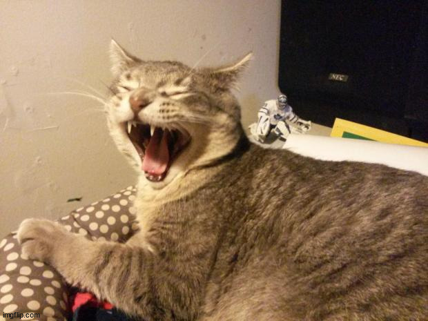 cat screaming | image tagged in cat screaming | made w/ Imgflip meme maker