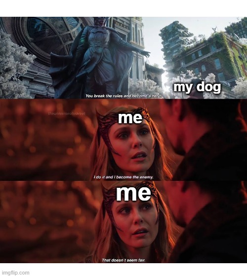 parents being biased :( | my dog; me; me | image tagged in blank white template | made w/ Imgflip meme maker