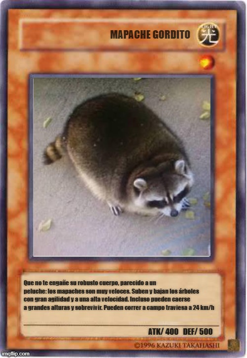 Yugioh Card Template | MAPACHE GORDITO; Que no te engañe su robusto cuerpo, parecido a un peluche: los mapaches son muy veloces. Suben y bajan los árboles con gran agilidad y a una alta velocidad. Incluso pueden caerse a grandes alturas y sobrevivir. Pueden correr a campo traviesa a 24 km/h; ATK/ 400   DEF/ 500 | image tagged in yugioh card template | made w/ Imgflip meme maker