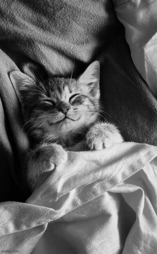 Happy kitty  | image tagged in happy kitty | made w/ Imgflip meme maker