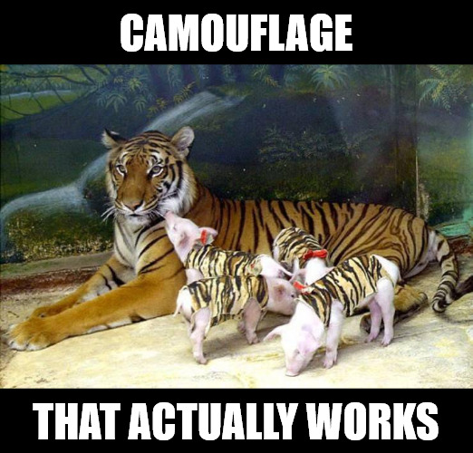 How the fourth little pig dealt with that big bad wolf | CAMOUFLAGE; THAT ACTUALLY WORKS | image tagged in tiger,pig,camouflage | made w/ Imgflip meme maker