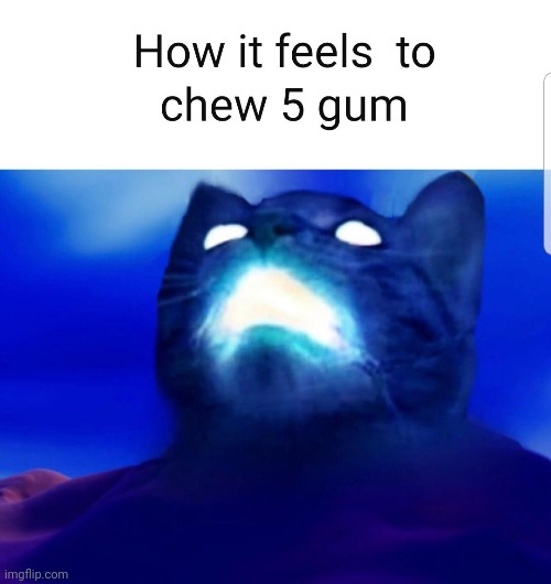 Don't dew it. | image tagged in dont,dew it,5 gum,flaming,cat | made w/ Imgflip meme maker