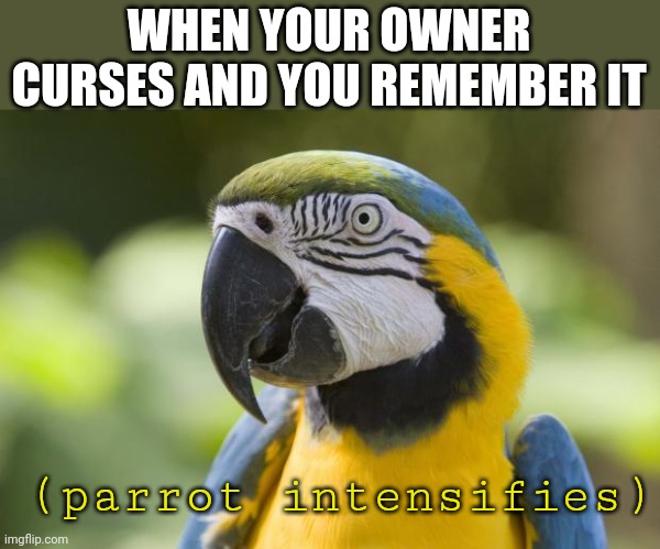 No, parrot, you're gonna get me into trouble! | WHEN YOUR OWNER CURSES AND YOU REMEMBER IT; (parrot intensifies) | image tagged in parrot | made w/ Imgflip meme maker