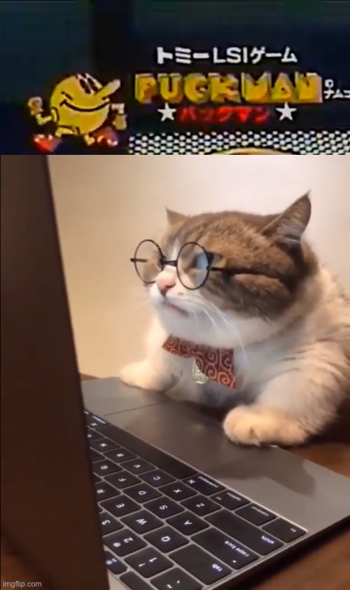 research cat | image tagged in research cat | made w/ Imgflip meme maker