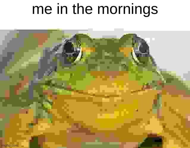 Frog | me in the mornings | image tagged in tags | made w/ Imgflip meme maker