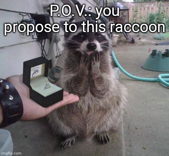 P.O.V.: you propose to this raccoon | made w/ Imgflip meme maker