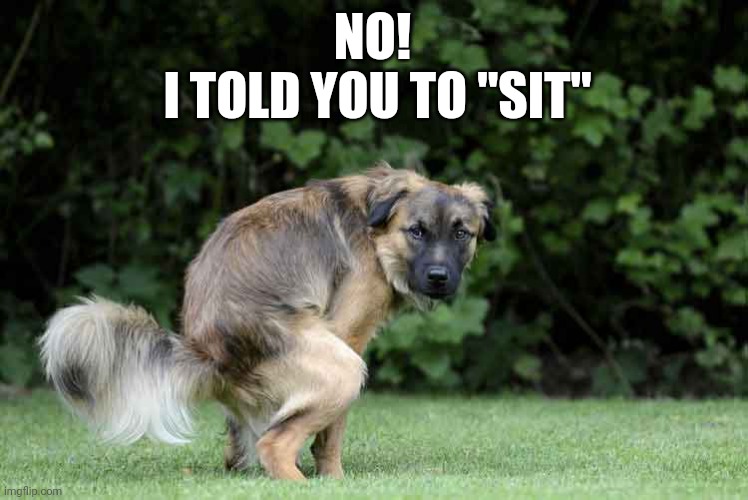Sit | NO! 
I TOLD YOU TO "SIT" | image tagged in funny dogs,memes,funny memes | made w/ Imgflip meme maker