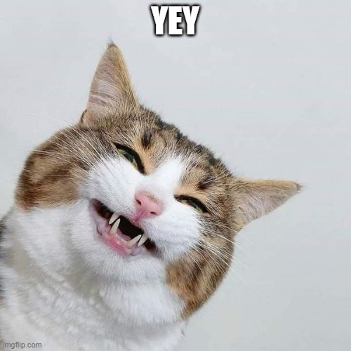 happy cat | YEY | image tagged in happy cat | made w/ Imgflip meme maker