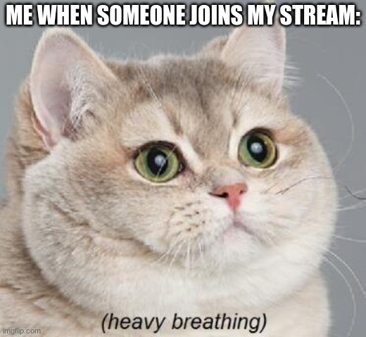 y all |  ME WHEN SOMEONE JOINS MY STREAM: | image tagged in memes,heavy breathing cat,mods,help me | made w/ Imgflip meme maker