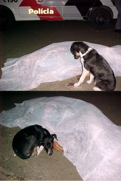 image tagged in dogs,cute