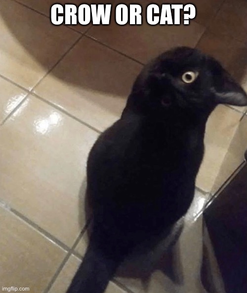 Crow or cat? | CROW OR CAT? | image tagged in funny memes,ilusion | made w/ Imgflip meme maker