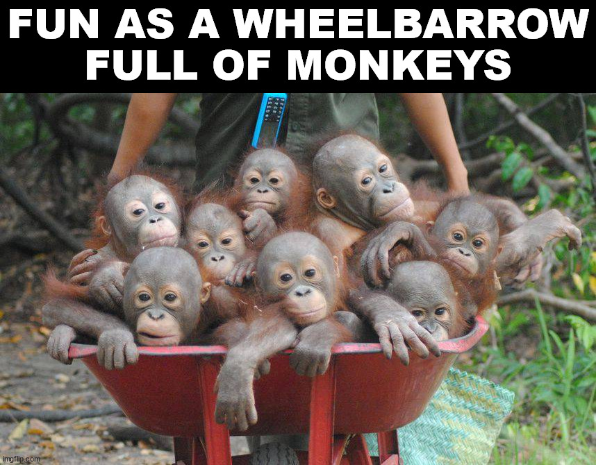 FUN AS A WHEELBARROW FULL OF MONKEYS | image tagged in who_am_i | made w/ Imgflip meme maker