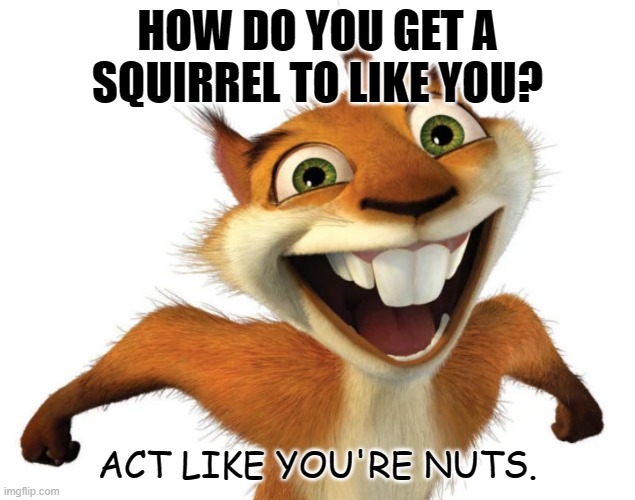 Daily Bad Dad Joke Feb 15 2022 | HOW DO YOU GET A SQUIRREL TO LIKE YOU? ACT LIKE YOU'RE NUTS. | image tagged in crazy hammy squirrel | made w/ Imgflip meme maker