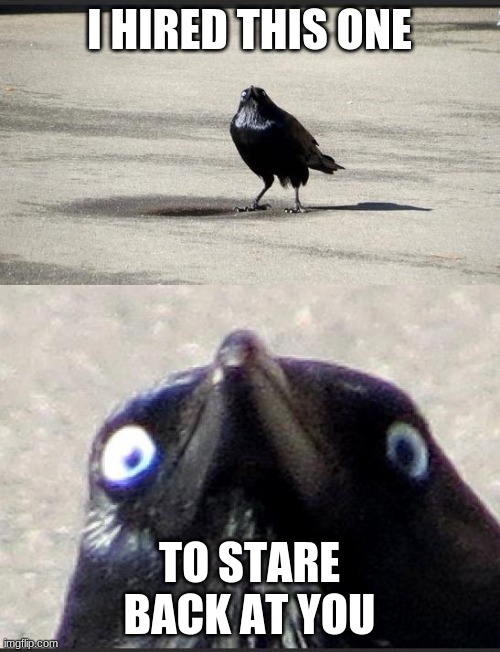 insanity crow | I HIRED THIS ONE TO STARE BACK AT YOU | image tagged in insanity crow | made w/ Imgflip meme maker