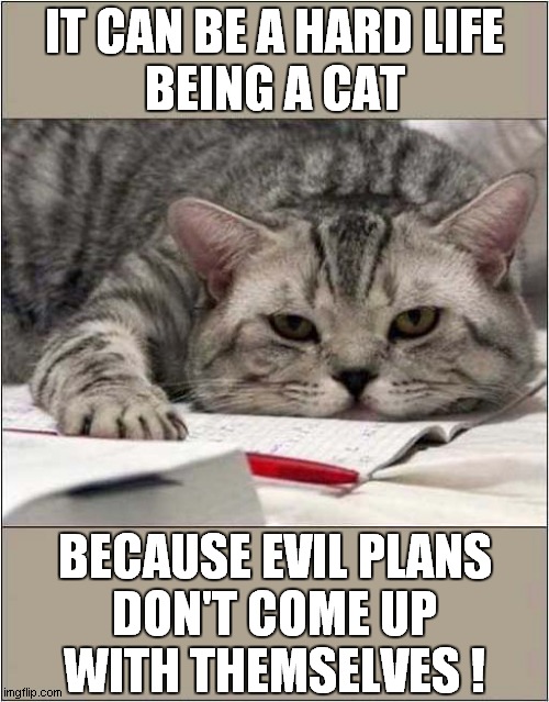 A Cat Plotting ! | IT CAN BE A HARD LIFE
BEING A CAT; BECAUSE EVIL PLANS
DON'T COME UP
WITH THEMSELVES ! | image tagged in cats,hard life,evil plans | made w/ Imgflip meme maker