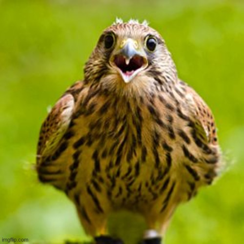 Suprised Bird | image tagged in suprised bird | made w/ Imgflip meme maker