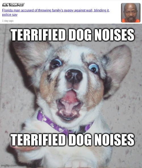 Only in Florida | TERRIFIED DOG NOISES; TERRIFIED DOG NOISES | image tagged in memes,fun,florida man,dogs | made w/ Imgflip meme maker