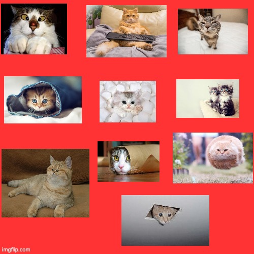 Lets see how popular my poster of cats can get :D | image tagged in memes,blank transparent square,cats,funny,funny cats | made w/ Imgflip meme maker