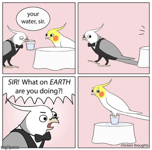 Bird water | image tagged in birds,bird,water,comics/cartoons,comics,comic | made w/ Imgflip meme maker