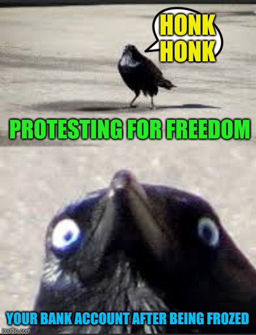 It would be a shame bird | PROTESTING FOR FREEDOM YOUR BANK ACCOUNT AFTER BEING FROZED HONK HONK | image tagged in it would be a shame bird | made w/ Imgflip meme maker