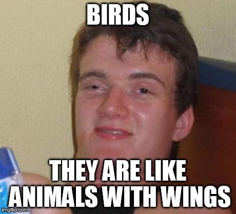 10 Guy Meme | BIRDS THEY ARE LIKE ANIMALS WITH WINGS | image tagged in memes,10 guy | made w/ Imgflip meme maker