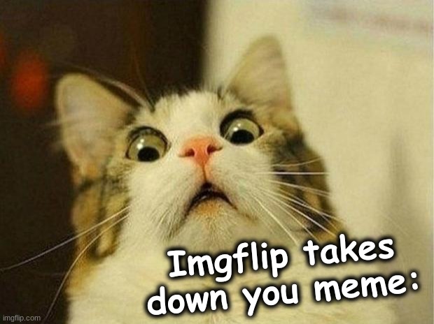 OMG |  Imgflip takes down you meme: | image tagged in memes,scared cat,yeet the child | made w/ Imgflip meme maker