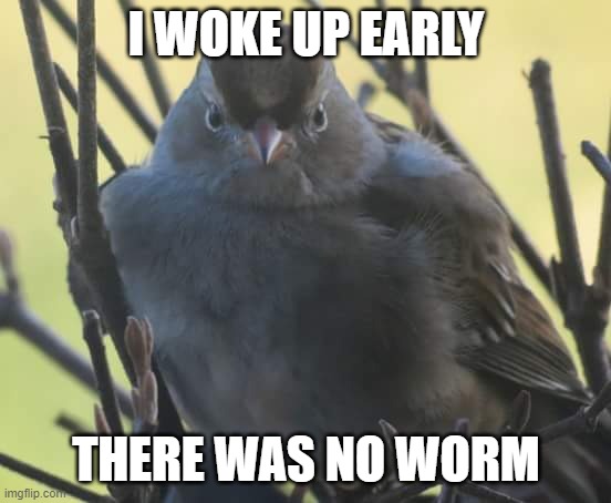 Fat, Mad Bird | I WOKE UP EARLY; THERE WAS NO WORM | image tagged in fat mad bird | made w/ Imgflip meme maker
