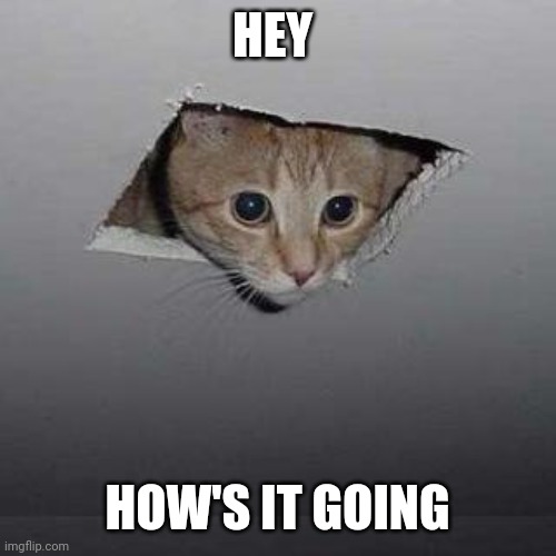 How's your day? | HEY; HOW'S IT GOING | image tagged in memes,ceiling cat | made w/ Imgflip meme maker
