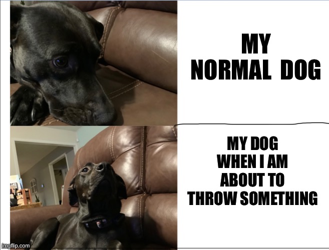 R u gonna thwo dat toy hooman | MY NORMAL  DOG; MY DOG WHEN I AM ABOUT TO THROW SOMETHING | image tagged in dog,toy,throw,normal | made w/ Imgflip meme maker