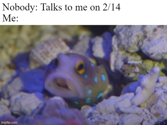 Blue Spotted Jawfish | Nobody: Talks to me on 2/14
Me: | image tagged in blue spotted jawfish | made w/ Imgflip meme maker