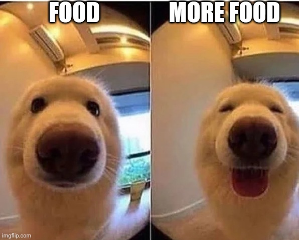 Good doggo | FOOD; MORE FOOD | image tagged in wholesome doggo,memes | made w/ Imgflip meme maker