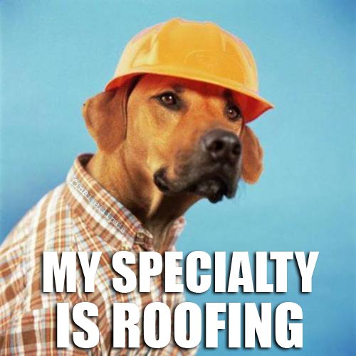 image tagged in funny,dogs