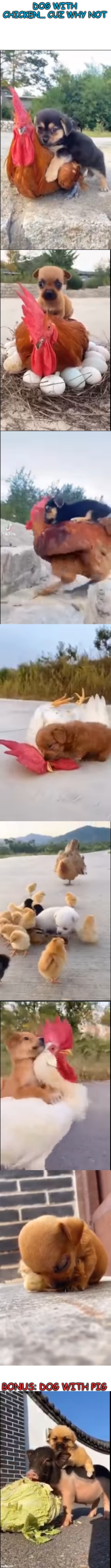 meeeeeeems | DOG WITH CHICKEN... CUZ WHY NOT; BONUS: DOG WITH PIG | image tagged in memes,funny,msmg | made w/ Imgflip meme maker