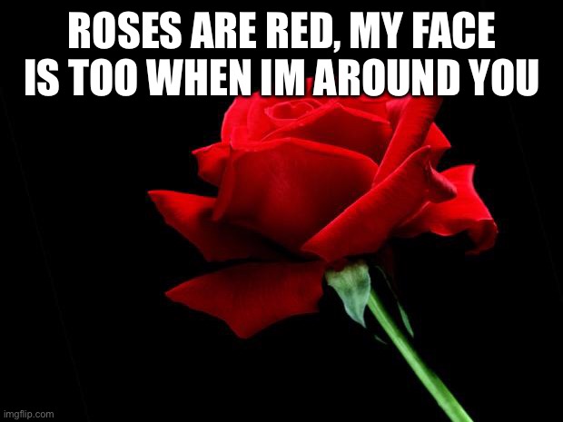 post 2 | ROSES ARE RED, MY FACE IS TOO WHEN IM AROUND YOU | image tagged in rose | made w/ Imgflip meme maker