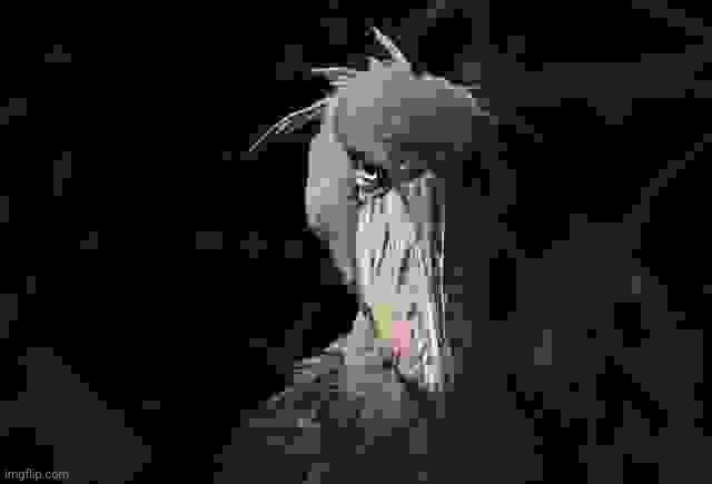 shoebill | image tagged in shoebill | made w/ Imgflip meme maker