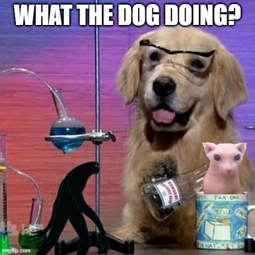 what the dog doing? | WHAT THE DOG DOING? | image tagged in memes,doge | made w/ Imgflip meme maker