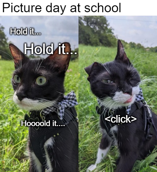 My best side is my inside | Picture day at school; Hold it... Hold it... <click>; Hoooold it.... | image tagged in memes,cats,school | made w/ Imgflip meme maker