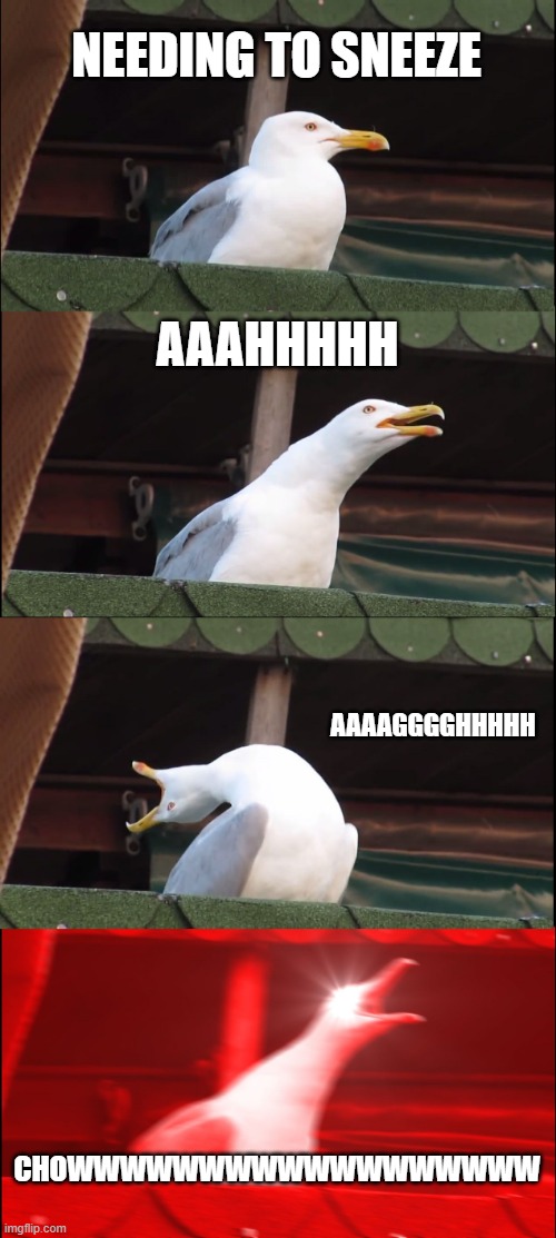 sneezing | NEEDING TO SNEEZE; AAAHHHHH; AAAAGGGGHHHHH; CHOWWWWWWWWWWWWWWWWWW | image tagged in memes,inhaling seagull | made w/ Imgflip meme maker