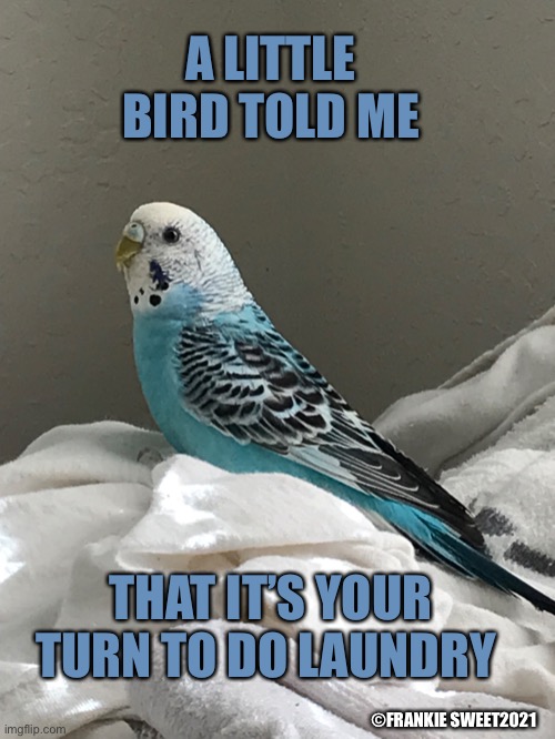 A little bird told me | A LITTLE BIRD TOLD ME; THAT IT’S YOUR TURN TO DO LAUNDRY; ©FRANKIE SWEET2021 | image tagged in laundry,pets,animals,birds | made w/ Imgflip meme maker