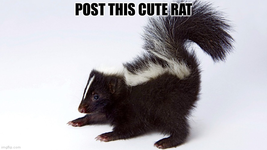 Post this rat | POST THIS CUTE RAT | image tagged in political skunk,cute animals,post this rat,rat | made w/ Imgflip meme maker
