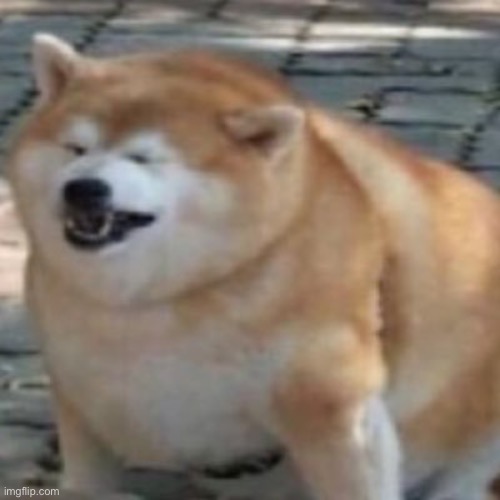 thicc doggo | image tagged in thicc doggo | made w/ Imgflip meme maker
